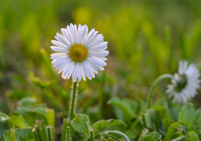 Close-up of white flowering plant on field