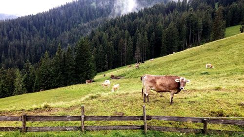 Cows on grassy field against trees