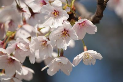 Close-up of cherry blossom