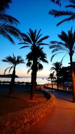 Palm trees against blue sky