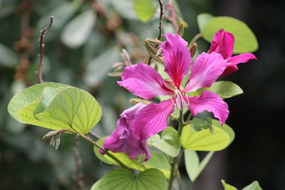 Close-up of pink flowering plant