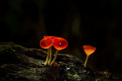 Close-up of red mushroom growing outdoors