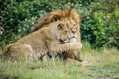 View of a lion