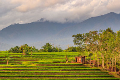 Terrace views of rice fields and mountains in a small village in indonesia