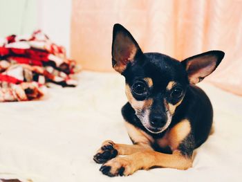 Portrait of chihuahua lying on bed at home