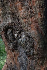 Close-up of tree trunk