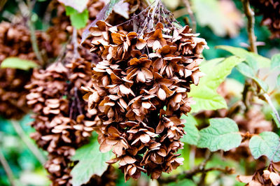 Close-up of mushrooms growing in forest