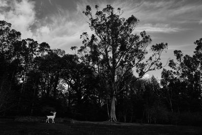 View of a dog on field