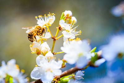 Close-up of insect on white flowering plant