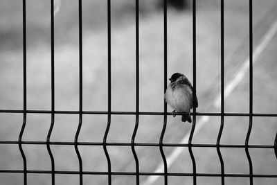 Close-up of fence