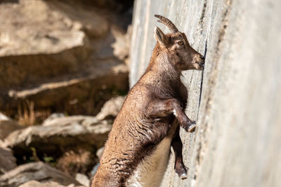 Close-up of deer