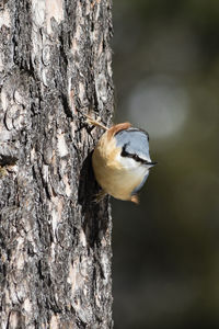 Close-up of bird perching on tree