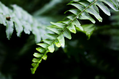 Close-up of fresh green plant