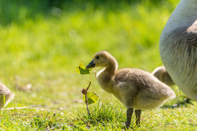 Birds in a field