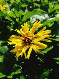 Close-up of yellow flower