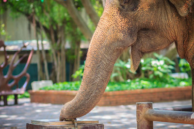 Close-up of elephant in zoo