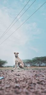 View of dog on field against sky