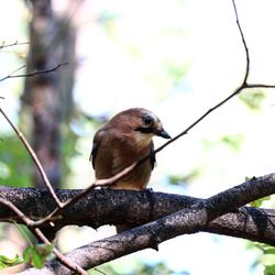 Close-up of bird perching on branch