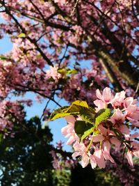 Low angle view of pink cherry blossoms in spring