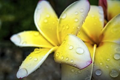 Close-up of wet yellow flower