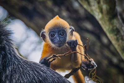 Cute baby monkey munching twigs.