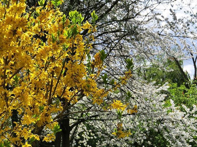tree, yellow, growth, branch, nature, low angle view, beauty in nature, flower, season, leaf, plant, tranquility, freshness, day, green color, outdoors, no people, sunlight, fragility, autumn