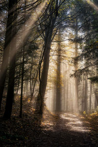 Sunlight streaming through trees in forest during autumn