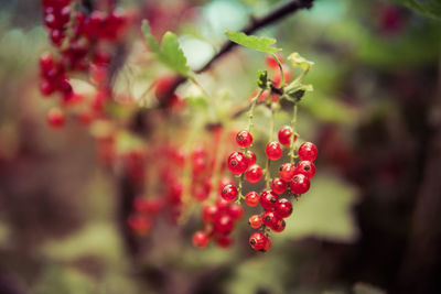 Close-up of red berries growing on plant