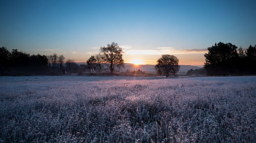 Scenic view of field against sky during sunset