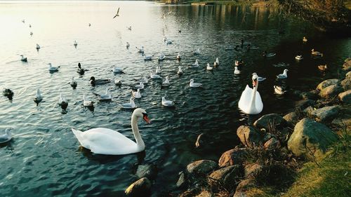 High angle view of swans swimming in lake