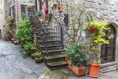 Potted plants on staircase against building