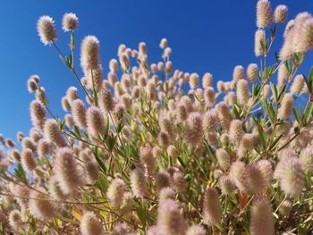 Close-up of flowering plants on field against blue sky