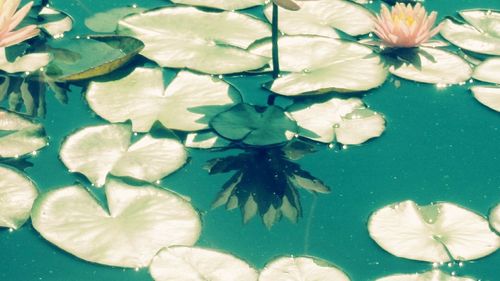 Close-up of lotus leaves floating on water in lake