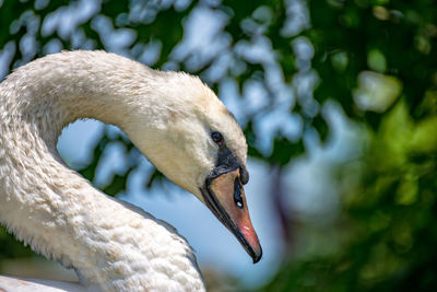 Close-up of swan on lake