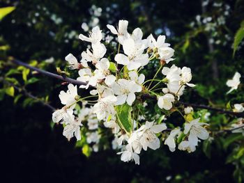 Close-up of white flowers on branch