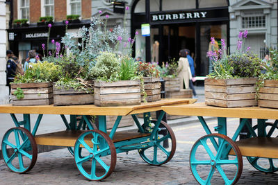 Potted plants at market stall