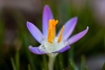 Close-up of purple crocus flower