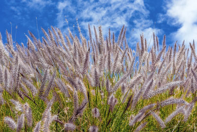 Close-up of plants against sky