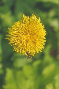 Close-up of yellow flower