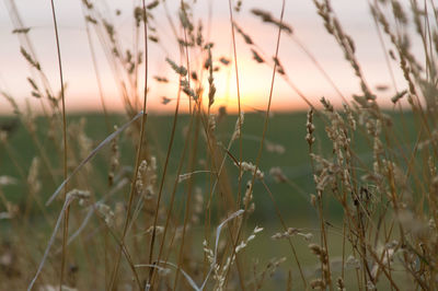 Close-up of stalks in field against sunset sky