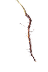 branch