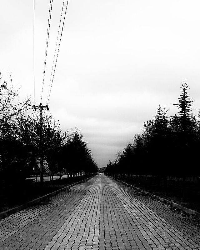 TREES ALONG ROAD