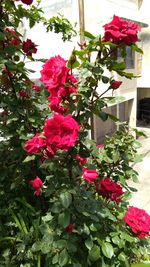 Close-up of red rose flower pot