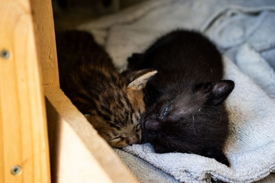 Close-up of cat sleeping