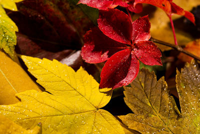 Close-up of raindrops on maple leaves