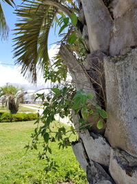 Close-up of palm tree