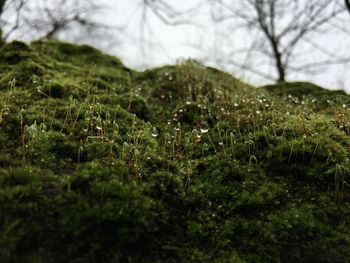 Close-up of green plants