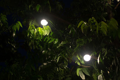 Illuminated plants against sky at night