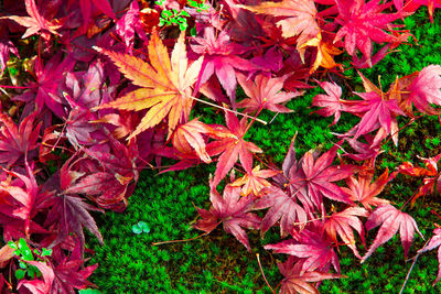 High angle view of pink maple leaves on field