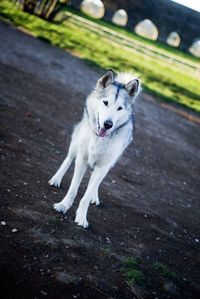 High angle portrait of dog running on street